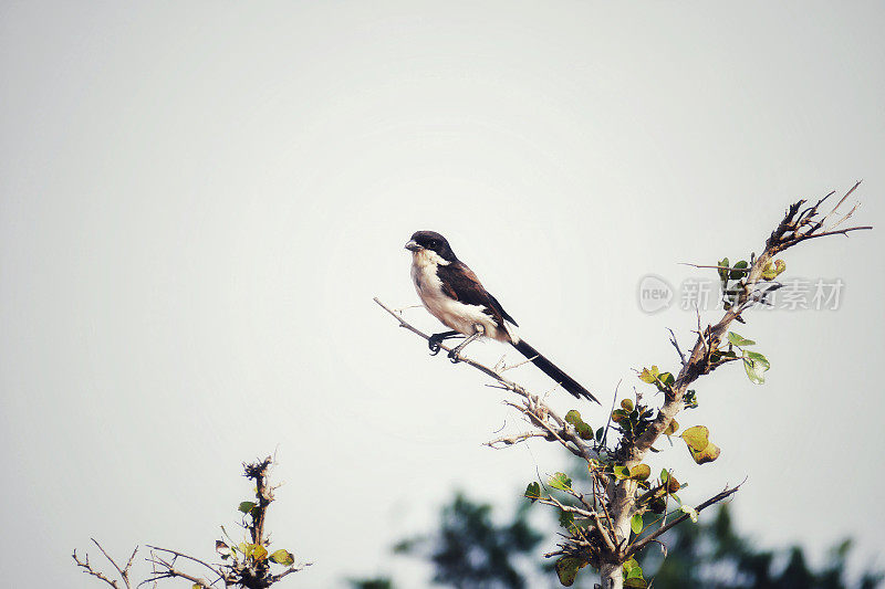 财政伯劳的特写(Lanius collaris)